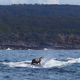 Illustration for article titled Crazy Photo Shows a Seal Using a Whale as a Surfboard